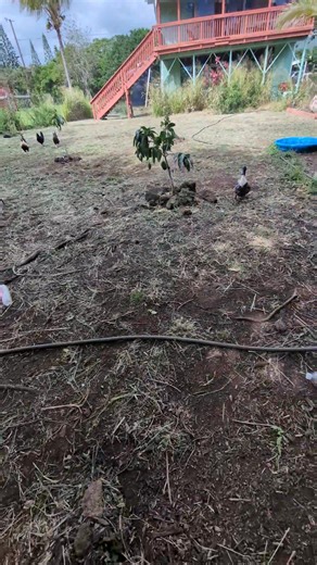 Everyone wanted a treat. Kiko can pig out on the stuff. | James Andrews