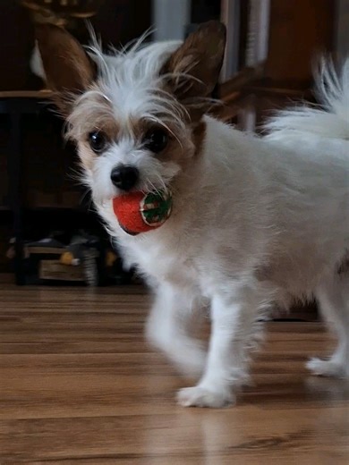 Slow Motion Dog Drift: Graceful Running in Action