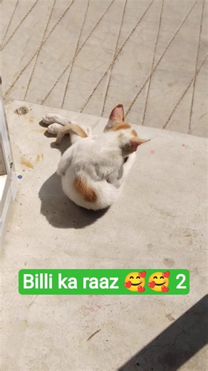 #facts #kitty #kitten #latest facts of cats 🥰🥰🥰🥰🥰 #2026 me jane billi ka asli raaz 🥰🥰🥰🥰🥰