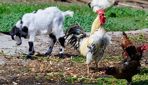 WILD Video Shows Heroic Farm Animals Annihilate Hawk Trying To Eat Their Chicken Friend