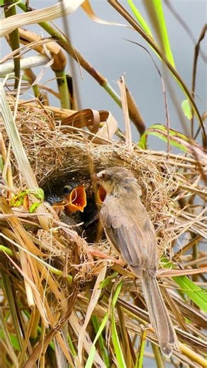 Mother Bird Feed Beautiful Baby In Nest 10009 #birds #birdfeeding #nature