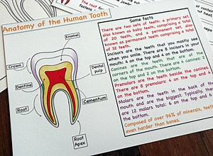 Human Tooth Anatomy Printable Activity, Tooth Nomenclature Cards , Tooth Coloring, Kids Science, Montessori Science , Human Body Unit - Etsy