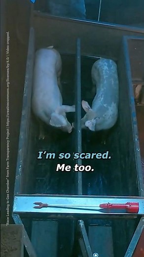 Imagine the fear of knowing you’ll die next 💔