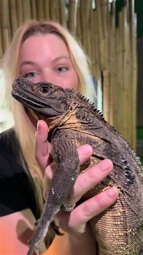 Meet a real life dragon !! #sailfindragon #dragon #reptile #zoo | dragon