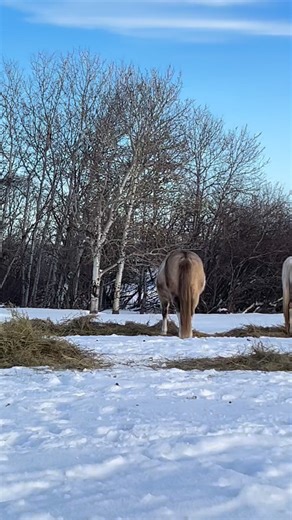 Some of our bred mares in foal for 2026 enjoying their yummy hay this chilly day. We decided to roll it out with the skidsteer instead of firing up the tractor and bale processor—and judging by their faces, no complaints here 😄 Who else is counting down to foaling season?! End of March can’t come soon enough. Who are you most excited to welcome? 🤍 #crocuspineranch #mares #maresoftiktok #aqha #apha #2026foals | Crocus Pine Ranch