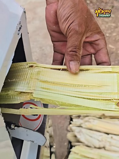 #ปลูกอ้อย แล้วทำแบบนี้ มีรายได้เป็นแสน #ทุ่งกุลาchannel #ต้นทุ่งกุลา #อลังการ | ทุ่งกุลา channel