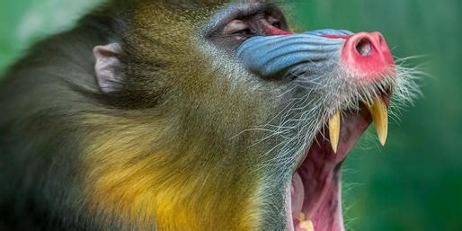 Which Of These Animals Has Fangs?