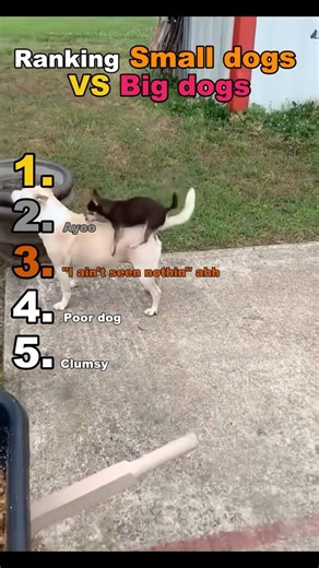 BIG Dogs VS SMALL Dogs 🐶 #dog #animals #funny #fyp #memes
