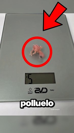 390K views · 1.1K reactions | Así Crece un Polluelo!  #videoviralシ #curiosidades #historias #videosvirales #historia #Entretenimiento | Diuwz | Facebook