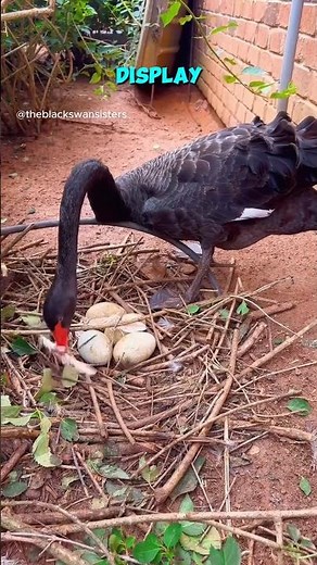 Black Swan Reveals Her Secret 🖤🦢 #BlackSwan #Swan #Birds #Heartwarming #BirdLife
