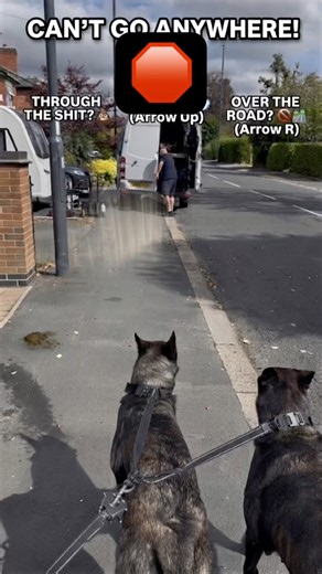 Where to go ? #dutchsheperd #germanshepherd #rescuedog #germanshepheard #puppy #malinois