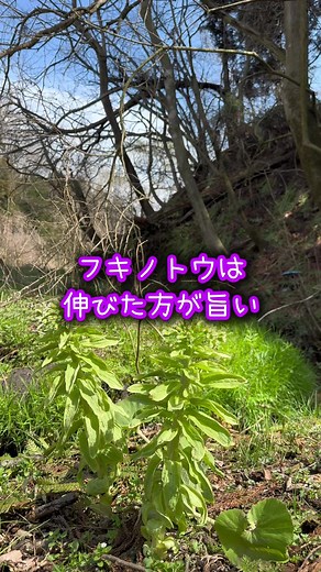 フキノトウの油炒めで一杯！