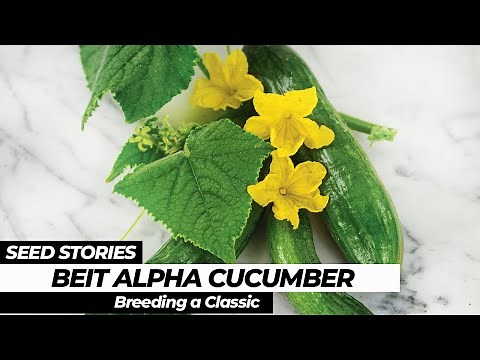 SEED STORIES | Beit Alpha Cucumber: Breeding a Classic