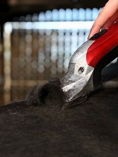 Black Beauty doing what it does best 🖤✨ Designed to glide through even the heaviest winter coats and keep going for longer without overheating, this is the ideal clipper if you want something hardworking and hassle-free. The brushless motor means less vibration, less noise, and better reliability for a smoother clip all round. Available as a mains clipper, with the option to use an external battery pack for up to 4 hours of clipping time with no loss of power! 🔋👌 #clippersharp #clipping #clip