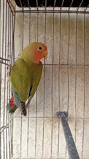 صوت روز #lovebirds #birds #parrot