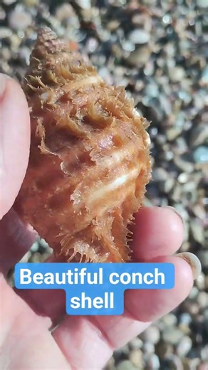 Beautiful conch shell. #beachcombing #stones #snails #shellconch