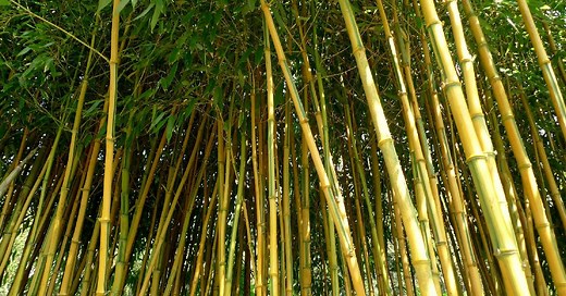 Bamboo as a Replacement to Steel