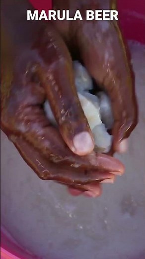 How to make marula beer the African way. #homesteading #marula #village #farm #Africa☀️🌻