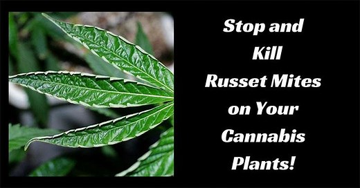 Stop and Kill Russet Mites on your Cannabis Plants!