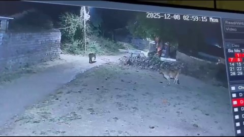CCTV shows fearless calf driving off lion during late-night encounter in Gujarat village