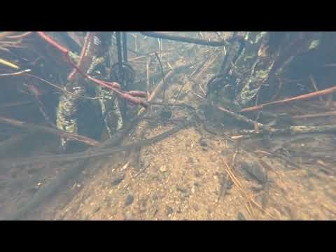 Trapping otter and mink under the ice. Check number one