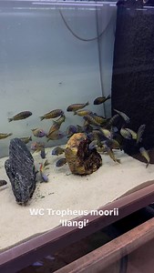 New small tanganyika shipment🚨 New species: - Tropheus moorii Ilangi - Tropheus Ikola - Petrochromis trewavasae - Enantiopus melanogenys | Rosendal Malawi Center