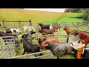 BULLS / Toro / TOURO /Toros