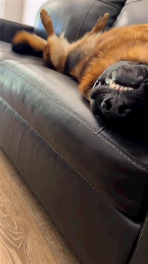 1.3M views · 59K reactions | Deep sleep  | German Shepherd Universe | Facebook