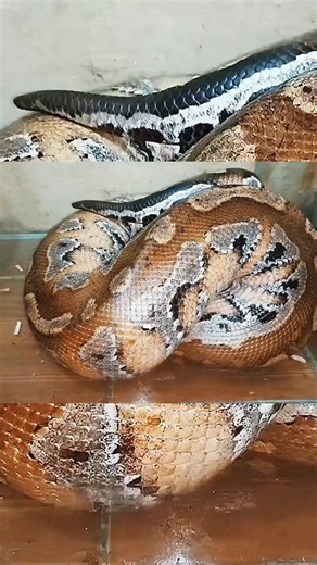 Taufan "Bigguy" Azhari on Instagram: "Gumpalan Piton Gendut Strike Mangsa Tikus Terakhir MUKBANG ke20 Ekor Mencit BRONGERSMAI Blood Python Video lengkapnya bisa dilihat di Youtube Kedai Jelajah Rasa 'ULAR PITON GENDUT MUKBANG 20 Ekor Tikus Mencit BRONGERSMAI Blood Python Mouse Feeding Time Full 1Jam' #reptil #peliharaan #brongersmai #sweetbeestorephoto #sweetbeepetscorner #pet #pets #corner #love #animal #animals #snake #phyton #brongersmaipython #reticulatus #bloodpythons #rats #tikusmencit #ho