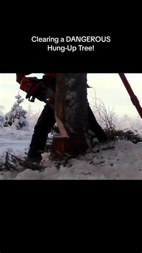 Clearing a DANGEROUS Hung-Up Tree! #chainsaw #arborist #arboriculture #landscaping #logging #logger #howtouseachainsaw #howtocutatreedownwithachainsaw #howtouselumberjacktoo