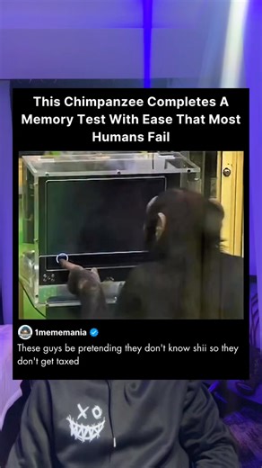 This chimpanzee completes a memory test with ease.