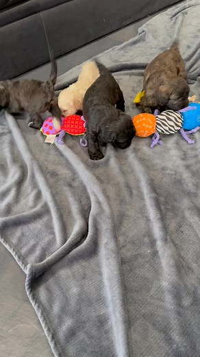 1.9K views · 23 reactions | They are so cute 殺 and are ready to play catch or snuggle on your lap. Cockapoo 406-390-1129 | KayDel-Stiles of Puppies | Facebook