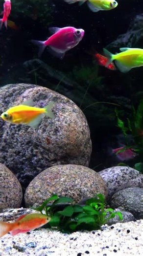 Very Relaxing Fish Tank Aquarium With Water Sound For Focus ✨ 🐠 #fish