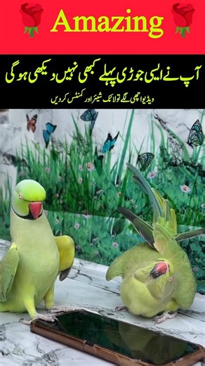 Parrots Amazing Voice like human #youtubeshorts #explore #explorepage #talkingparot