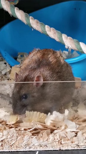 Lucas Shaw on TikTok