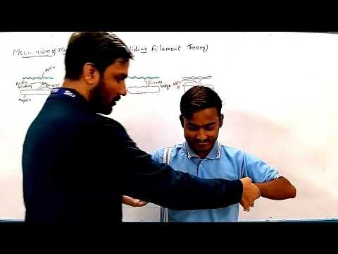 Sliding Filament Theory of Muscle Contraction Explanation