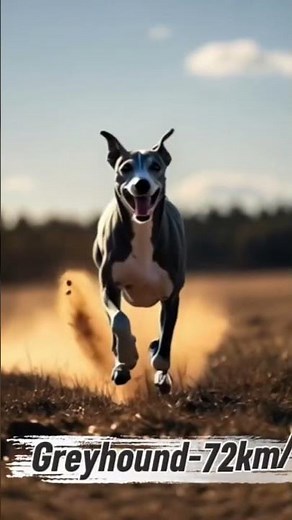 Greyhound vs Deer Speed | Fastest Running Animals in the Wild