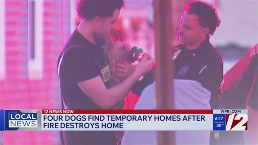 4 dogs find temporary home after Providence fire