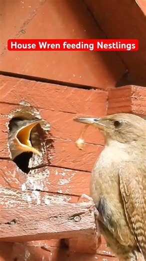 House Wren feeding Nestlings #housewrens