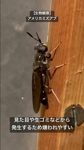 【生物観察】アメリカミズアブ 幼虫🐛は栄養価◎