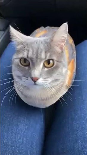 Half cat half owl = PERFECTION 😍 #cute #adorable #4k #youtubeshorts