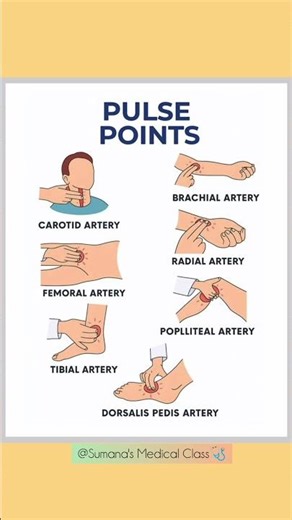 Pulse Point ☝️🩺#anatomyandphysiology #biology #anatomy #shorts #nurse