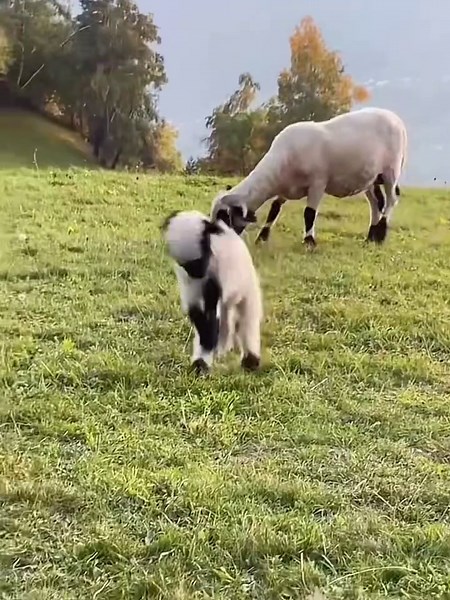 The jumping lambs are the cutest. #A naughty and lovely little lamb. #So cute that it’s explosive. #The confusing behavior of animals. #Cute and adorable pets. #Farm Diary.