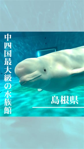 島根県立しまね海洋館アクアスでの楽しい一日