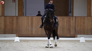 Jaja die allseits geliebte Kurzkehrt...😅 Was macht diese Lektion so schwierig und wie erarbeite ich sie richtig? ▶️Zum neuen Video: https://watch.clipmyhorse.tv/Kurzkehrt_mit_Annika Annika Korte zeigt uns in diesem Video mit einer 5-jährigen Stute von Ibiza wie man sich langsam an die Kurzkehrt herantastet ohne das Pferd zu überfordern oder zu riskieren, dass sich Fehler einschleichen. Tolles Training für Jung und Alt! 🐴 #Kotzkehrt #Kurzkehrt #Dressurreiten #Lektionenreiten | ClipMyHorse.TV De