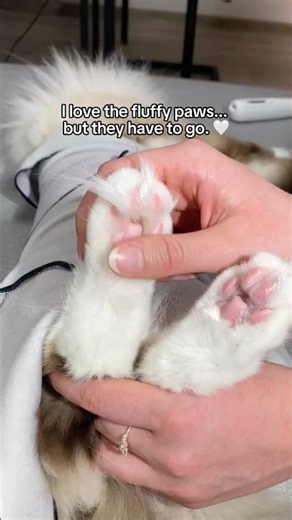 One of the cutest things about long-haired cats is their fluffy paws. 🤍
