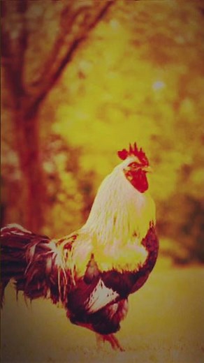 🐓 Morning Alarm Clock Ultimate Rooster Sound Collection 🌅 | Wake Up to Nature! 🎧