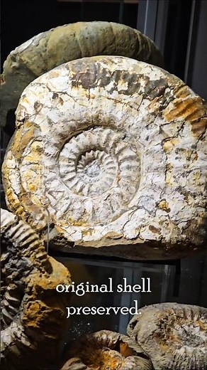 Revealing a Jurassic treasure hidden in a muddy rock #fossils #ammonites #fossilhunting
