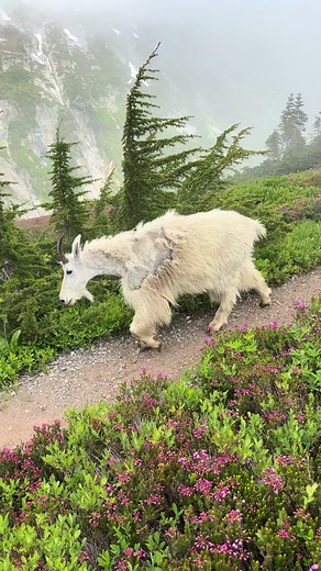 Hiking in North Cascades National Park, Washington