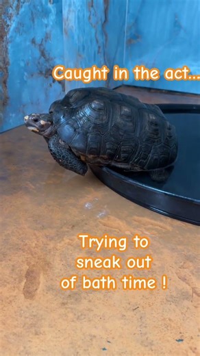 Jesse, the Redfoot Tortoise thinks he’s invisible
